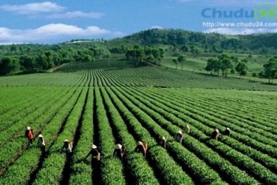 Xuất khẩu chè nhiều nhưng giá trị chẳng được bao nhiêu